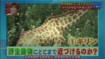 Funny Japanese TV Show | Funniest Japanese Prank Show Challenges to touch the wildlife giraffe