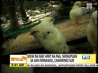 Sisiw, isinilang na may apat na paa