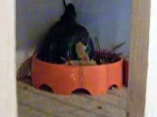 Daddy pigeon feeding baby