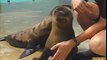 Cute Orphaned Sea Lion Pups Find Home at Brookfield Zoo