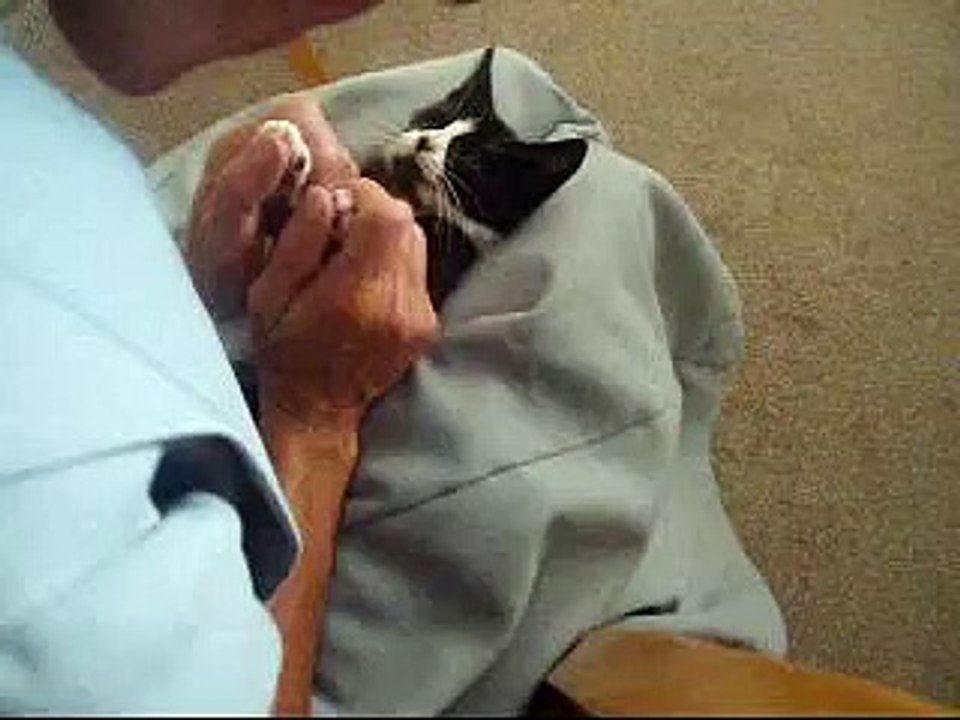 The New Surprised Kitty