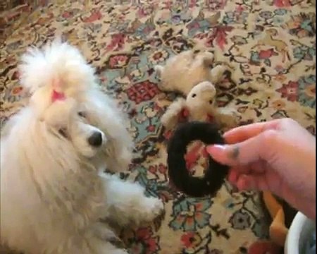 Собачка играет