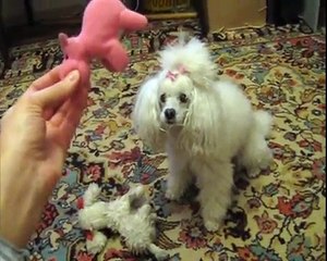 Моя любимая собака