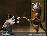Kung Fu Talking Tom Cat | Created With Animate Me - Talking Photos for iPhone and iPad