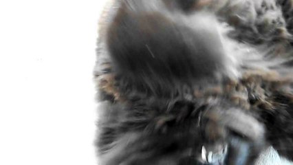 Bella, Born May 15, 2015 🎂