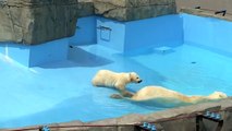 Swimming school start,Polar Bears ララの水泳教室始まる