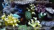 Artificial Coral Reef Aquarium Setup & Maintain, Reef Tank for Saltwater Marine Fish Freshwater Fish