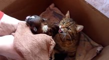Une maman chat s'occupe de petits chiots !