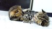 Funny Cats | Crouching Tigers stalking