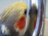 Talkative Cockatiel Sings