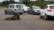 Lion Almost Attack(warn) Children Leaning out of Vehicle in Kruger National Park