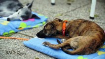 RACE THE WIND 15 # Greyhound Track (Marchegg / Austria) Sighthound Dog Galgo Levrier Lebrel Windhund