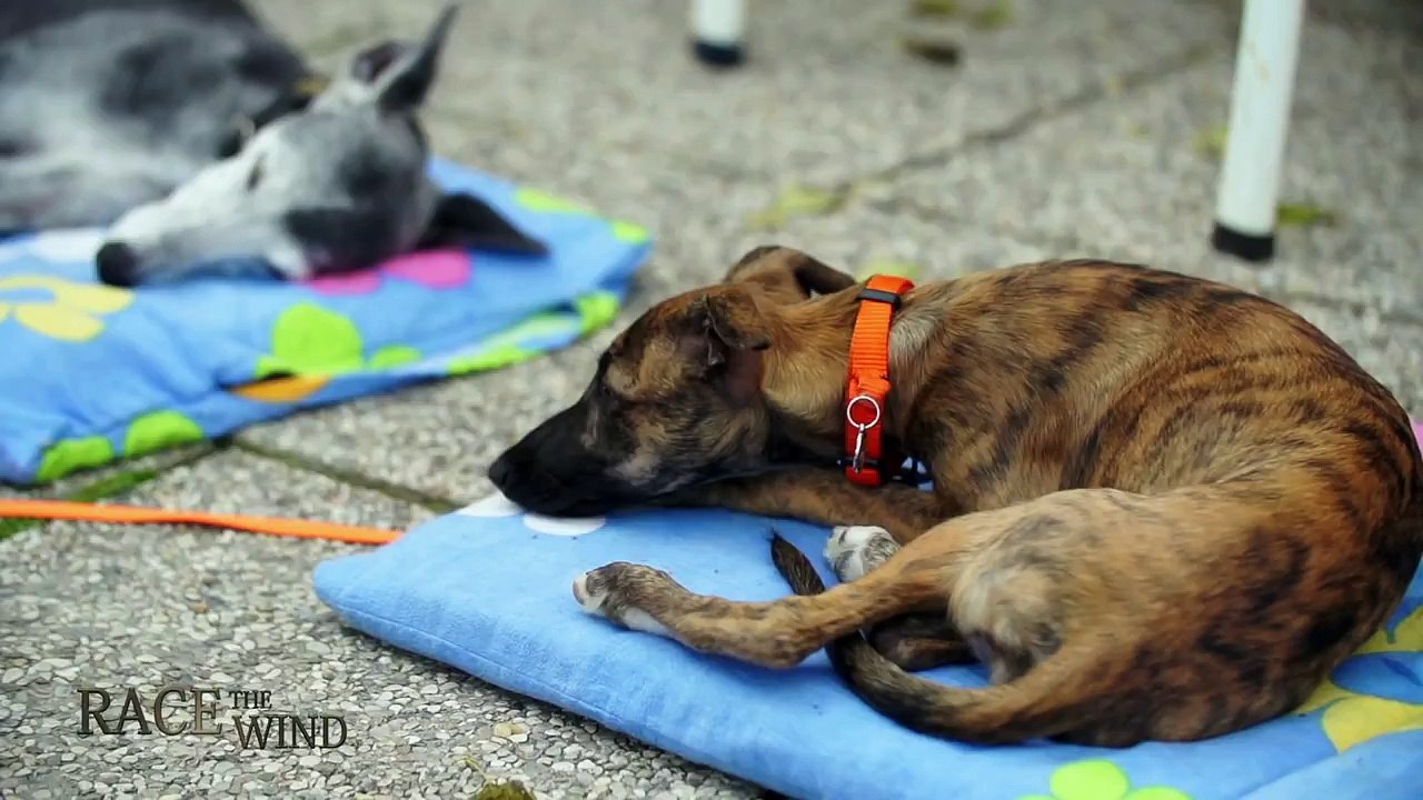 RACE THE WIND 15 # Greyhound Track (Marchegg / Austria) Sighthound Dog Galgo Levrier Lebrel Windhund