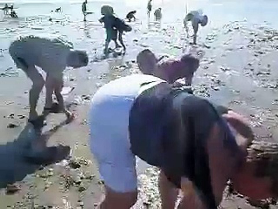 Technique traditionnelle de la pêche à pied la palourde ou la coque bleue à la marque
