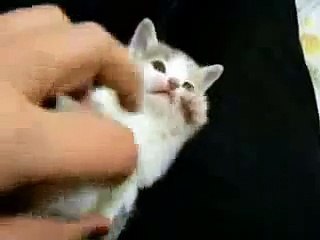 قطوه جناااااااااااااان