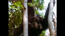 チンパンジーの共食い Cannibalism - Chimpanzee eating baby chimp
