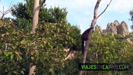 Un día en Bioparc Valencia