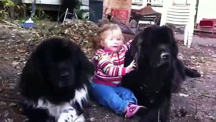 Toddler & 270 lbs. of Newfoundlands