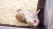 Newborn Exotic Shorthair Kitten Dreaming