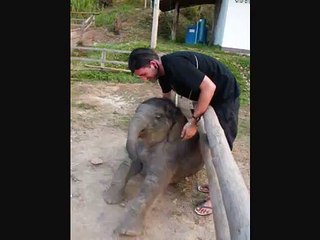 Man is Reunited with Baby Elephant
