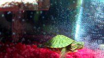 Red-Eared Slider Turtle (BABY)