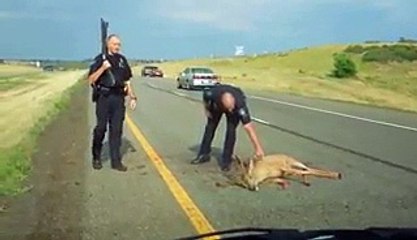 Will The POLICEMAN Shoot The Injured DEER