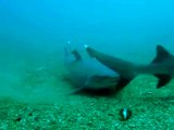 Shark Dive in Costa Rica, Playas del Coco