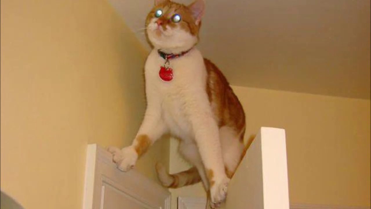 Cats in the wrong place at the wrong time... Hilarious kitten compilation