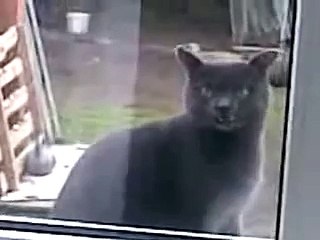 Ce chat veut vraiment rentrer à la maison