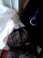 Собака Охраняка