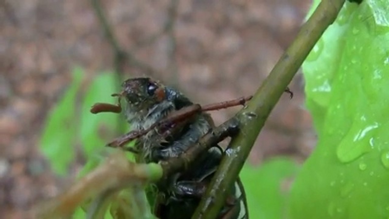 Hallo Maikäferfreunde