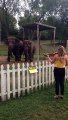 Deux éléphants dansent sur du violon