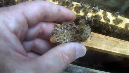 Queen Honey Bee Hatching in my hand!