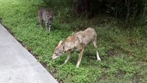 Il rencontre un Lynx et un Coyote pendant une balade à vélo