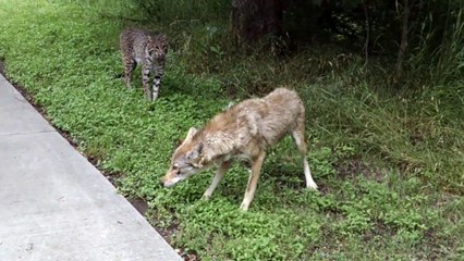 Il rencontre un Lynx et un Coyote pendant une balade à vélo