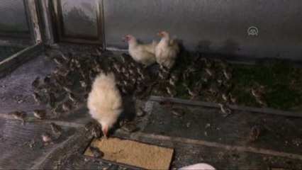 Gurk Tavuk Altında Keklik ve Sülün Üretimi
