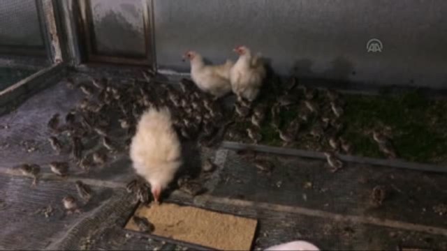 Gurk Tavuk Altında Keklik ve Sülün Üretimi