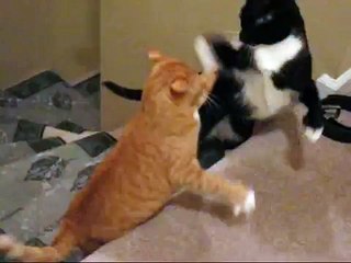 Boxing Cats