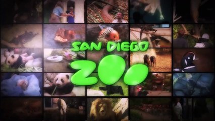 Subscribe for Cute Animal Videos and News from the San Diego Zoo
