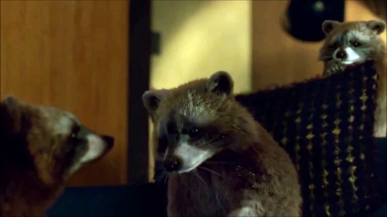 Raccoon Dance Party!