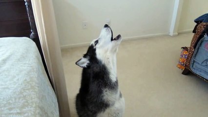 How Mishka wakes us up in the morning - Singing!