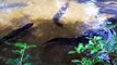 Stephanie Bowman feeding eels at Pukaha