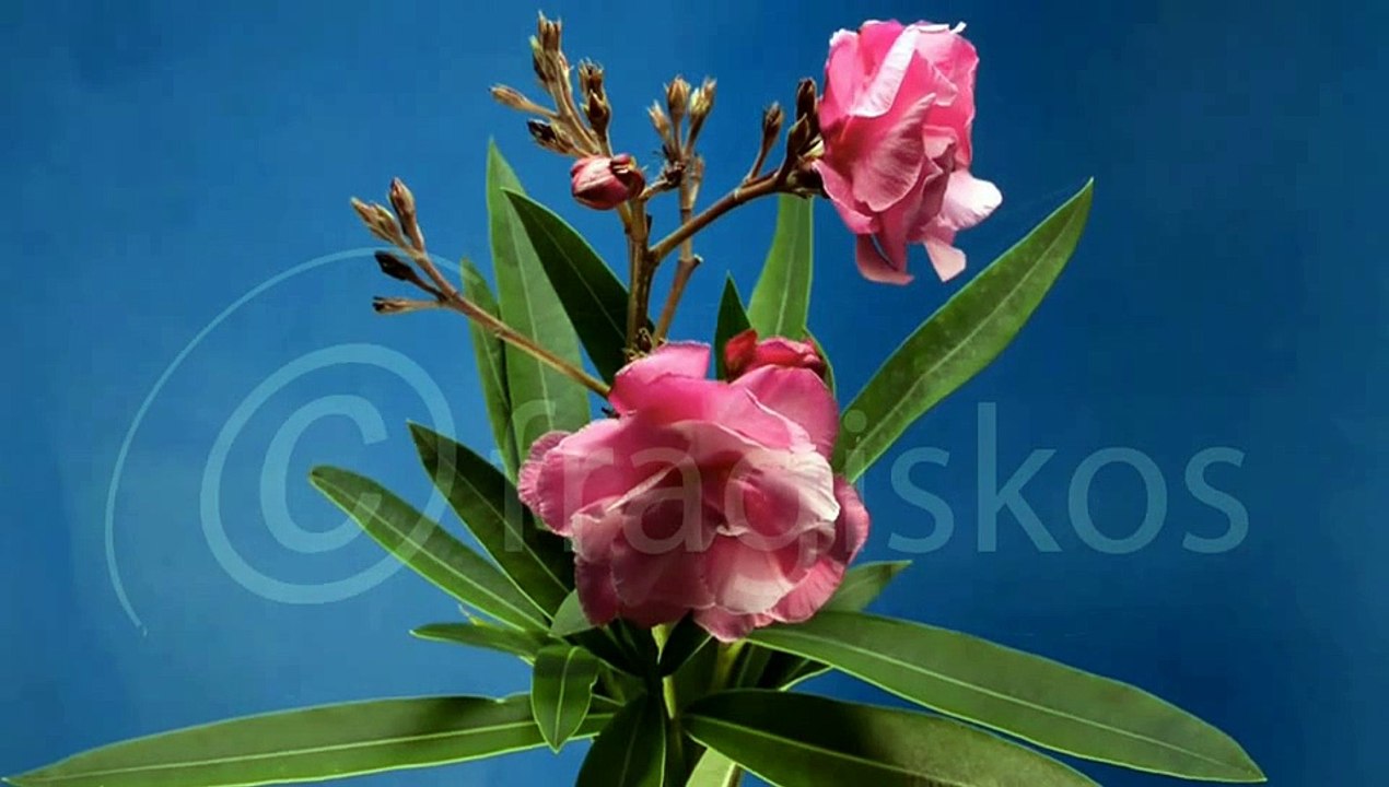 Timelapse flowers2