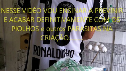 COMO PREVINIR e ACABAR COM OS PIOLHOS na sua criação-Veja a dica no vidéo??