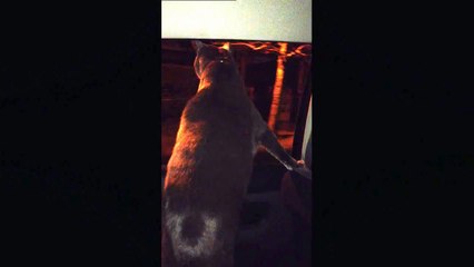 Making Sure All the Kitties are Safe Inside...