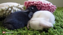 Baby Bunnies Befriend Bunny Sponges!