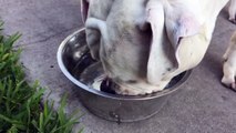 iPhone 6 240fps Slow Mo camera: American Bulldog Drinking Water