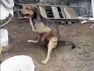 Most dangerous dog in world...LETHAL COMBINATION