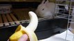 バナナを食べるうさぎRabbit eating banana2008/04/23