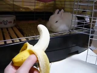 バナナを食べるうさぎRabbit eating banana2008/04/23